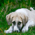Can tree fungus make dogs sick?
