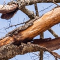 How do you make a sick tree healthy?