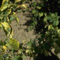 Can a tree with a disease spread to other trees?