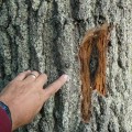 Who can diagnose a diseased tree?