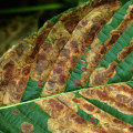 How do you identify a diseased tree?
