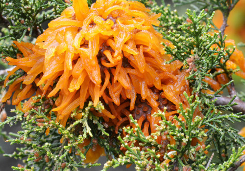 How do you cure a diseased tree?