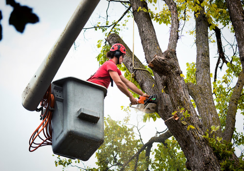 Protecting Your Trees: How Emergency Tree Service In Portland, Oregon Can Help Combat Tree Diseases