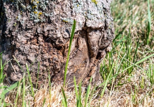 Can a diseased tree be saved?