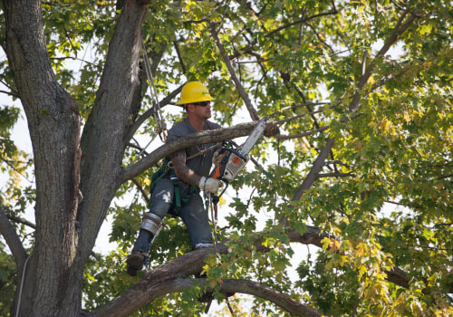Why Hiring A Tree Service Provider In Bethany, OK, Is Essential For Preventing And Treating Tree Diseases