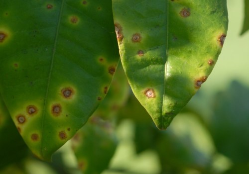 Is tree disease contagious?