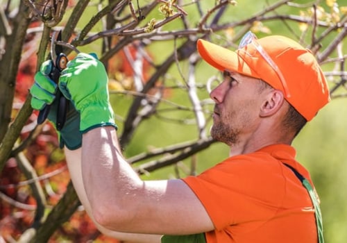 From Diagnosis To Recovery: Let Professionals Handle Tree Disease In Pembroke Pines