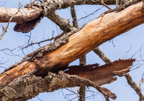 How do you know if a tree has a disease?