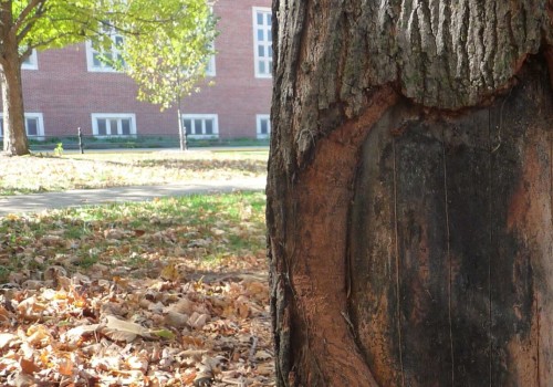 How do you fix a diseased tree?