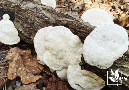 How do you stop tree fungus from spreading?