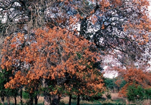 Is tree fungus contagious?