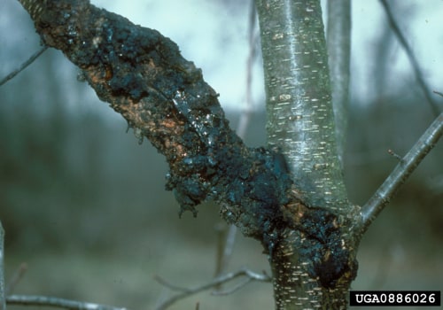 How do tree diseases spread?