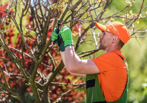 Identifying And Treating Tree Diseases With Professional Tree Services In Lubbock