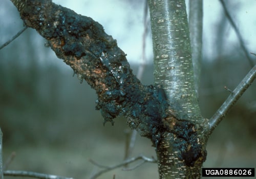 What causes tree disease?
