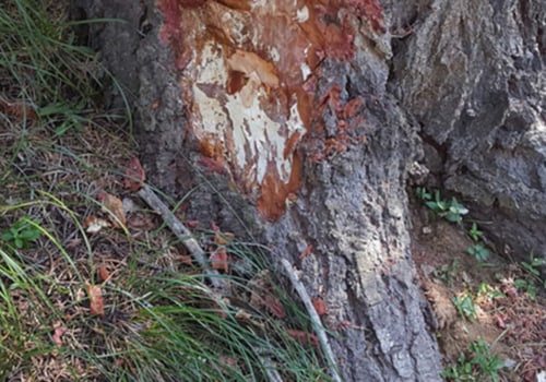 Can fungus spread from tree to tree?