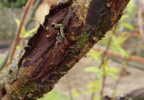 How do you prevent tree disease?