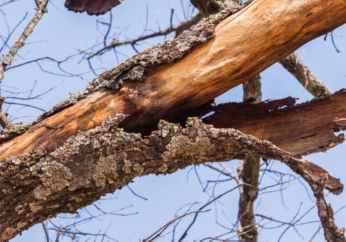 Can a tree recover from fungus?