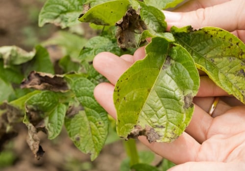 How does the disease spread from one plant to another?