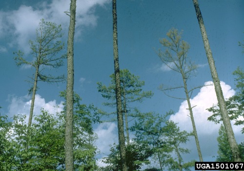How are tree diseases spread?