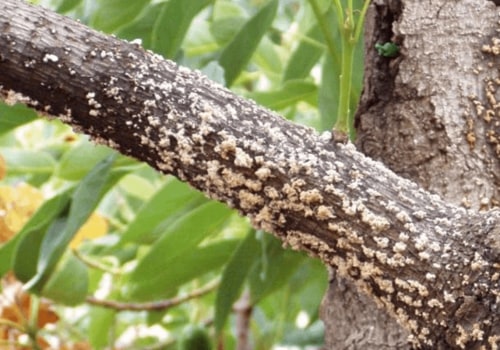 What do you do with a diseased tree?