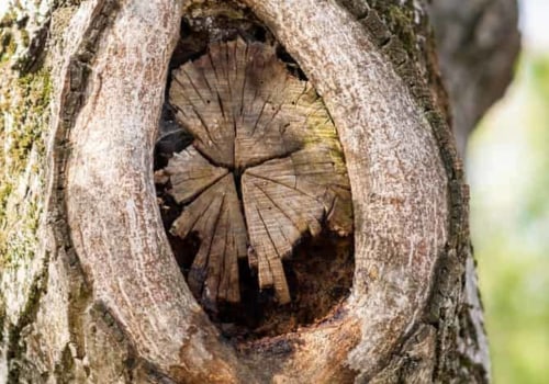 Can tree fungus be cured?