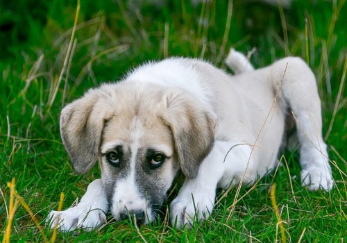 Can tree fungus make dogs sick?