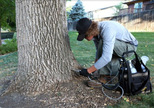 Emerald Ash Borer Invasion: Battling Tree Diseases Threatening Groveland's Green Ash Trees