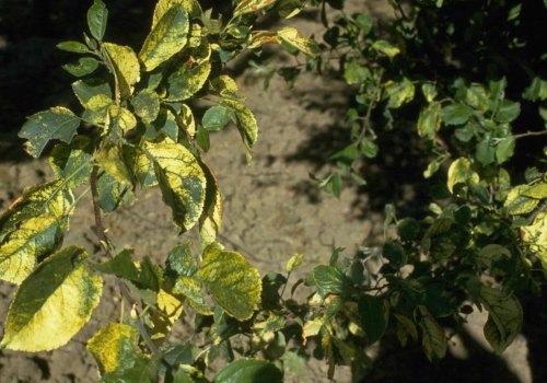 Can a tree with a disease spread to other trees?