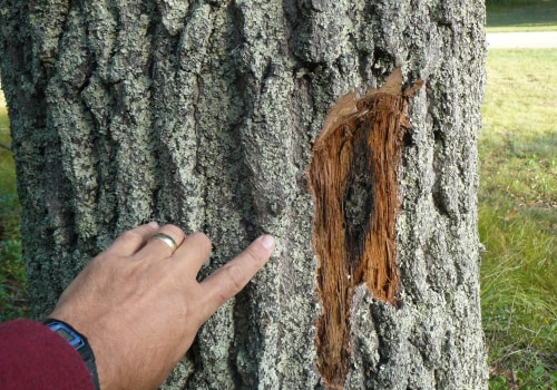 Who can diagnose a diseased tree?