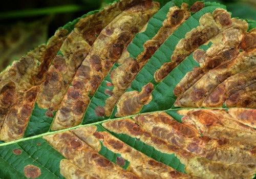 How do you identify a diseased tree?